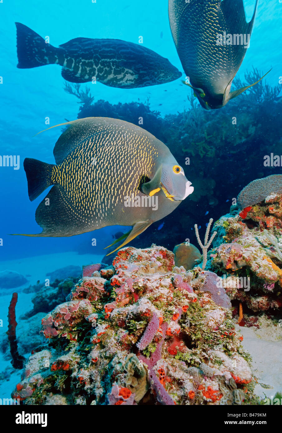 Grauen Kaiserfisch Schwimmen unter Wasser über Korallenriff in tropischen Gewässern von Cozumel, Mexiko Stockfoto