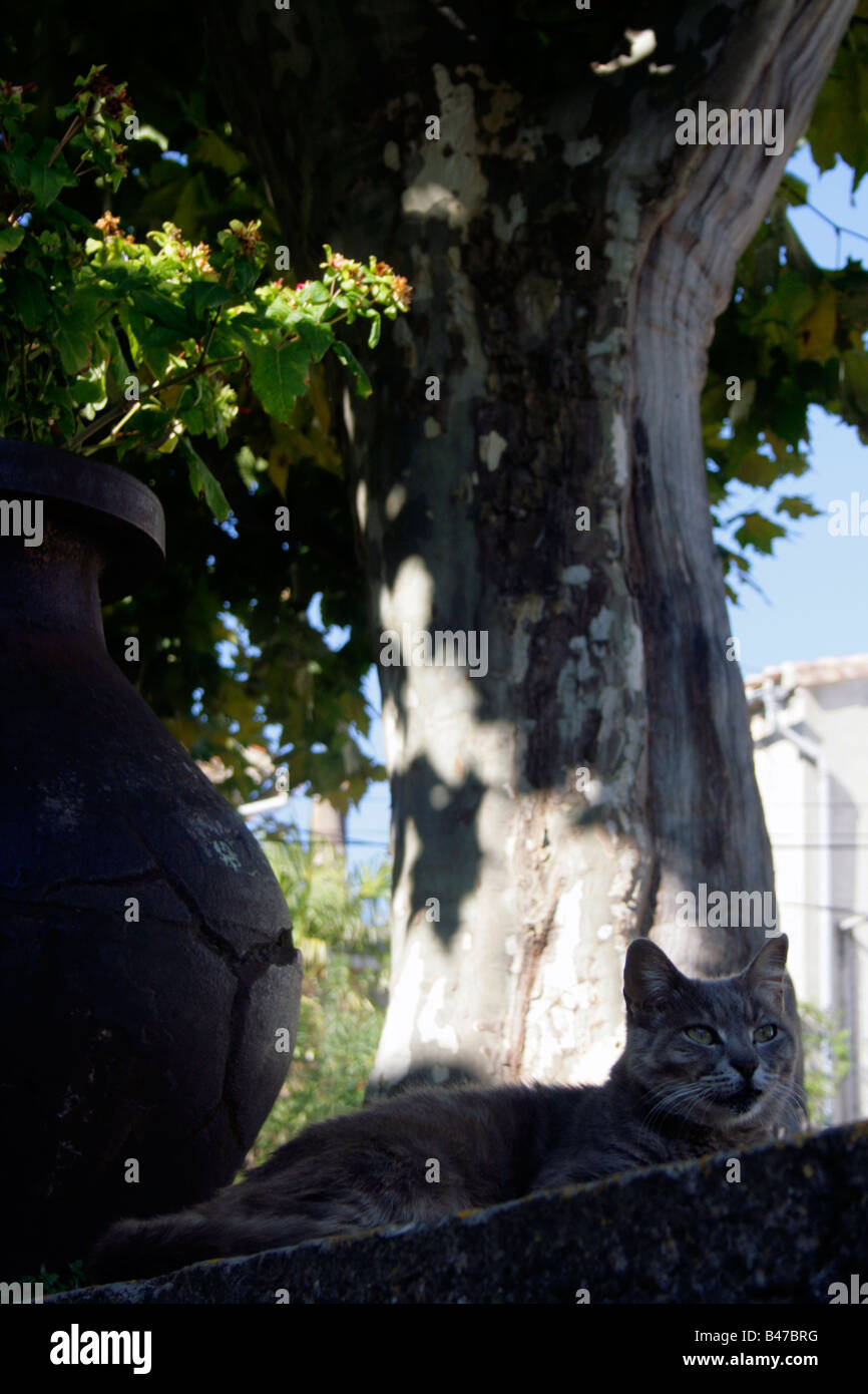Tabby Katze auf Mauer im französischen Dorfplatz mit Platane hinter und großen gusseisernen Urne mit Geranien bepflanzten Stockfoto