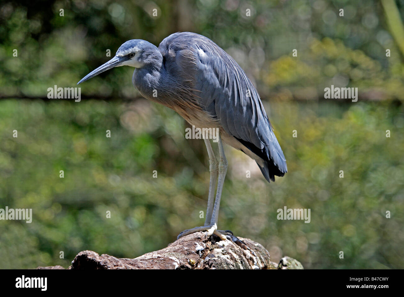 White-faced Heron (Egretta Novaehollandiae) ist die am weitesten verbreitete Reiher in Australien. Stockfoto