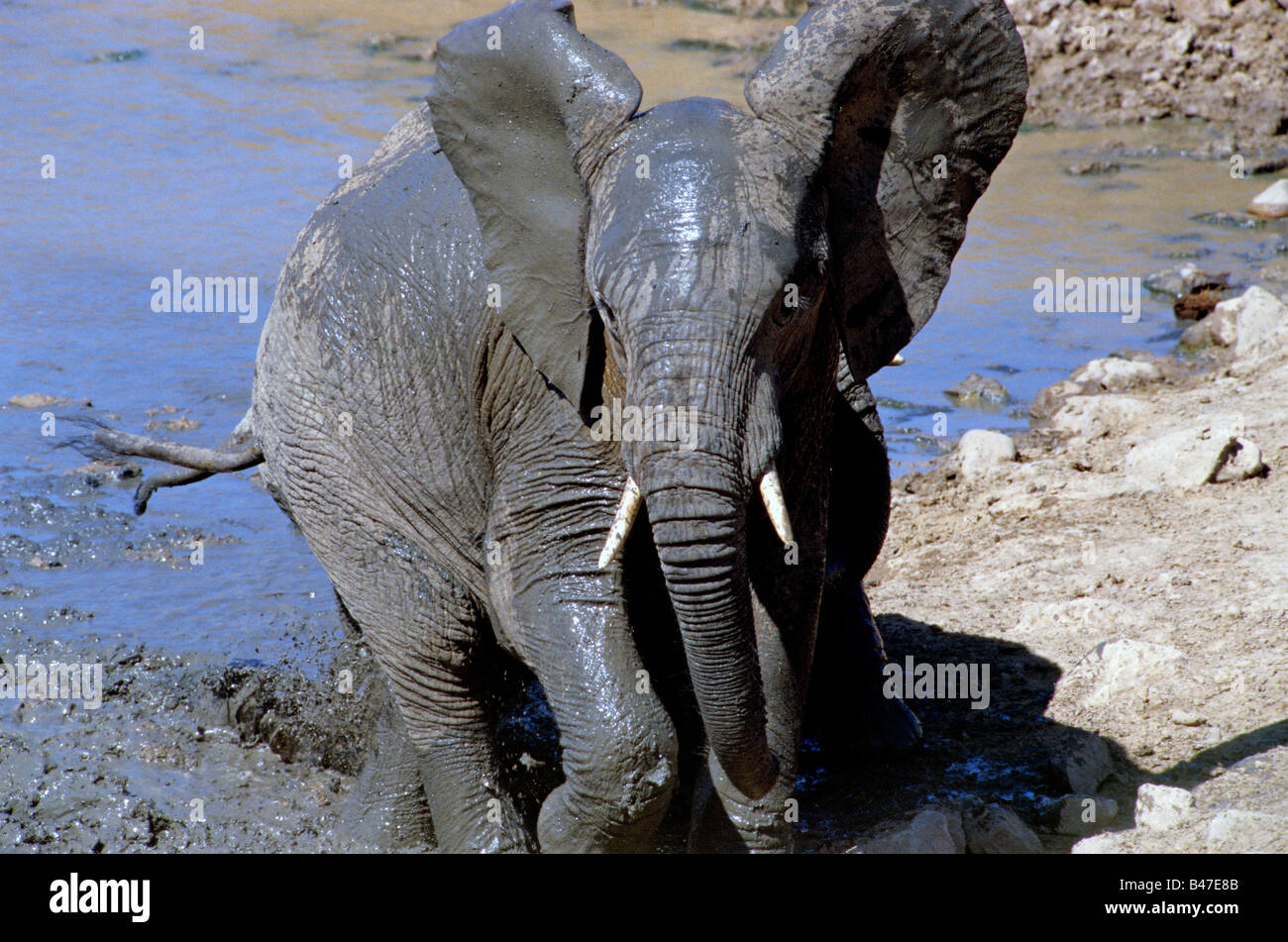 Afrikanische Savanne Elefanten (Loxodonta Africana) berechnen sich aus einem Stream in Addo Elephant National Park, Südafrika. Stockfoto