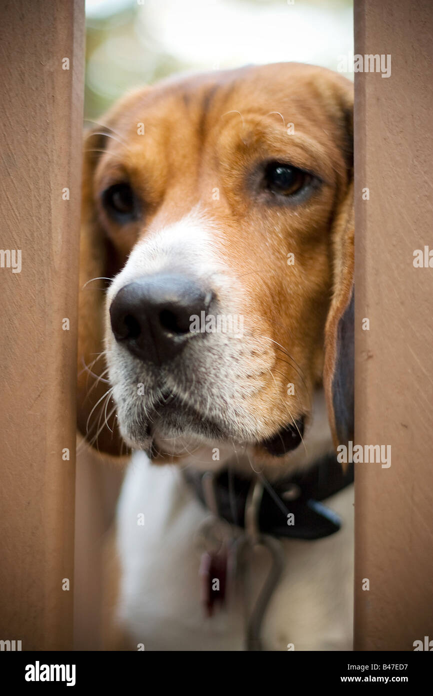 Ein junger Beagle Hund blickt durch das Tor mit einem traurigen Blick auf seinem Gesicht hat er Trennung Angst geringe Schärfentiefe Stockfoto
