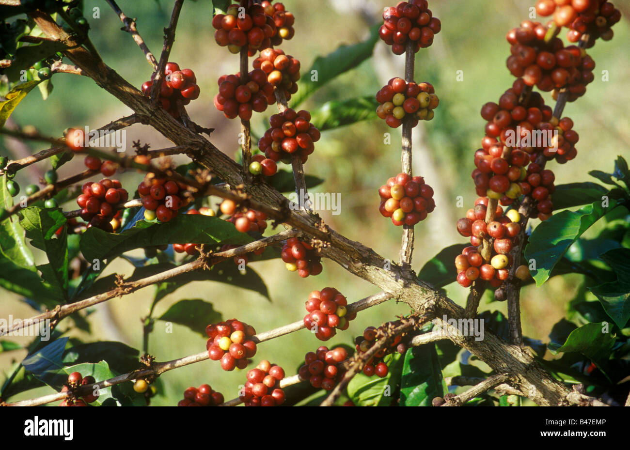 Kaffeebohnen wachsen in Afrika, Uganda. Stockfoto