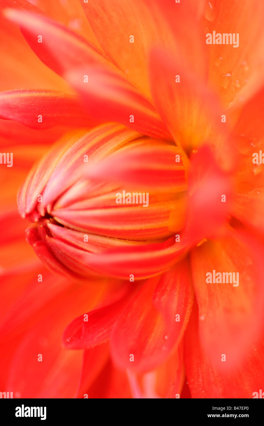 Dahlie Sorte abstrakt Nahaufnahme von Blütenblättern Stockfoto