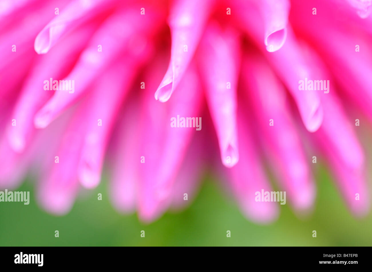 Dahlie Sorte abstrakt Nahaufnahme von Blütenblättern Stockfoto