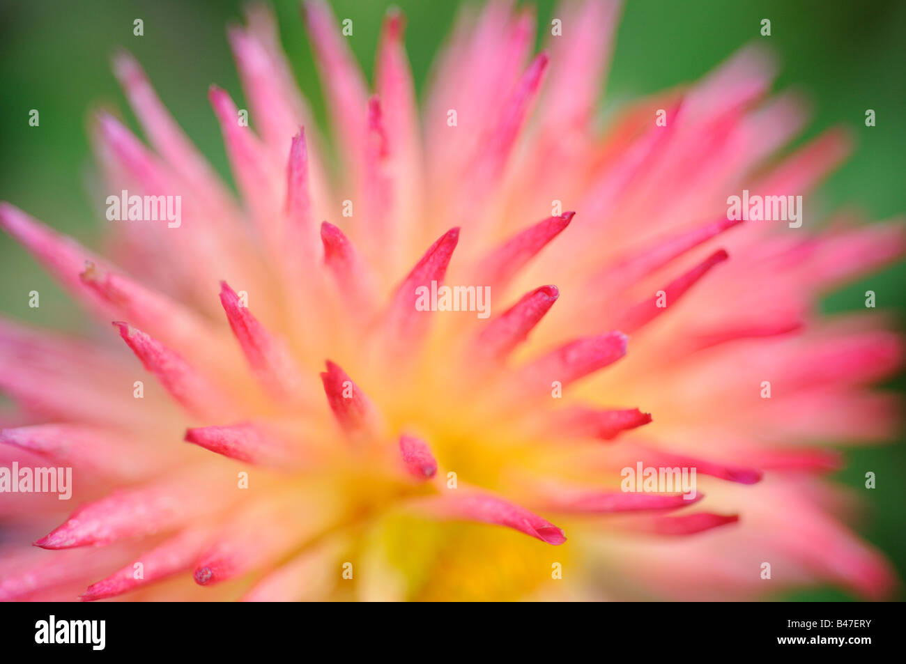 Dahlie Sorte abstrakt Nahaufnahme von Blütenblatt Bildung Stockfoto