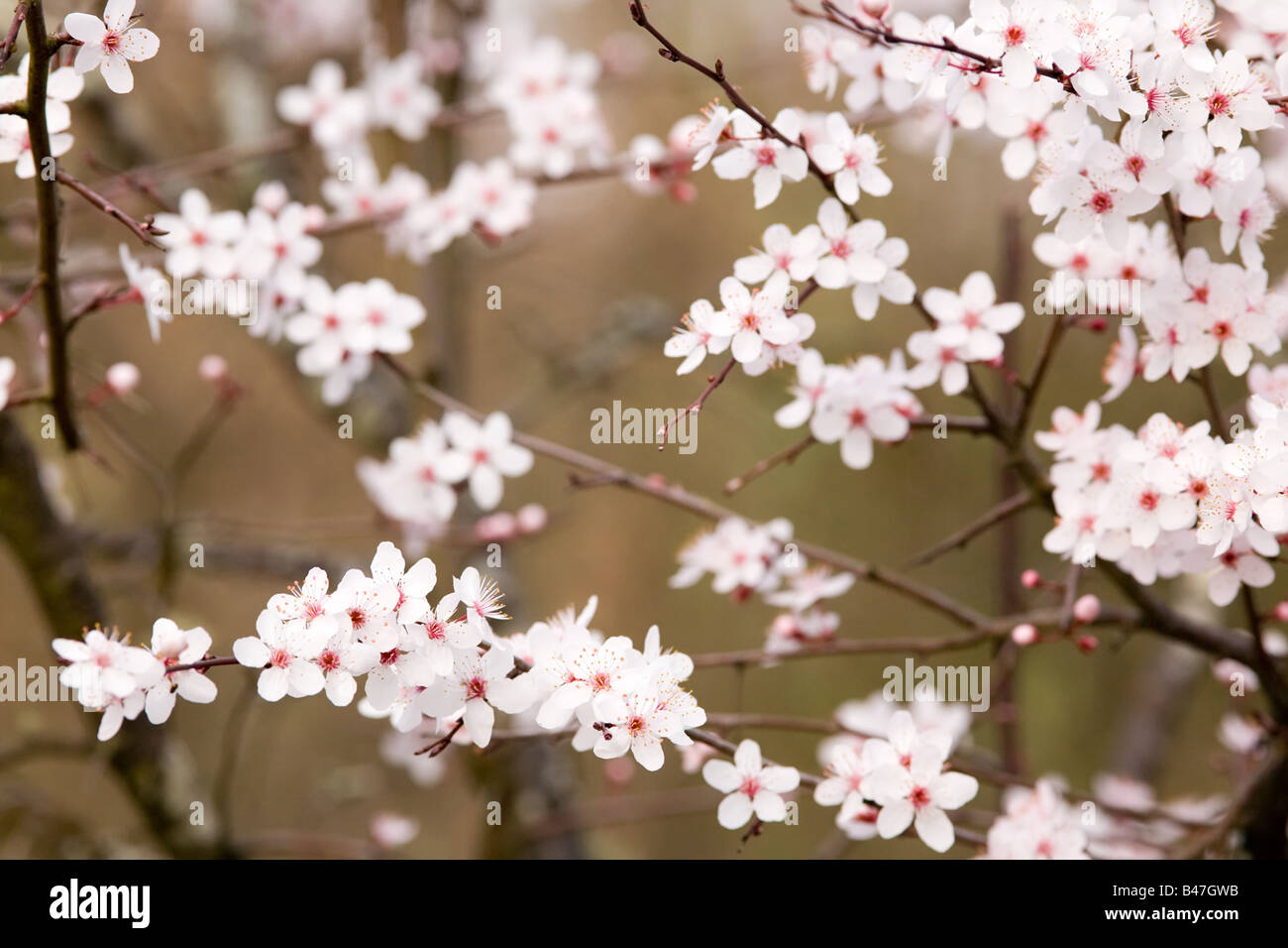 zart rosa Pflaumenbaum blühen im Frühling Stockfoto