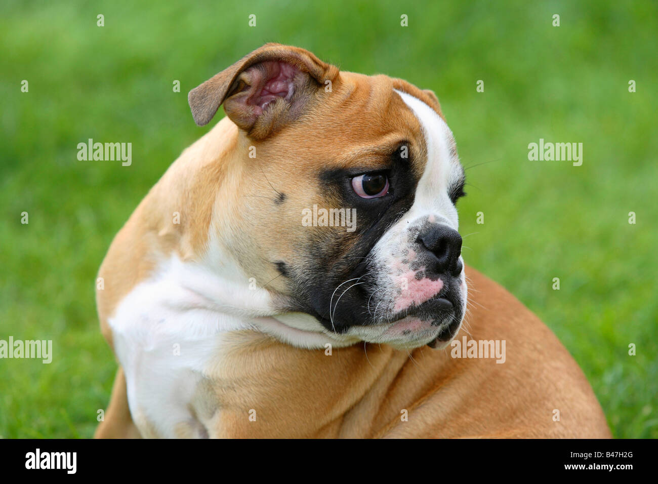 Englische Bulldogge Welpen 3 Monate Stockfoto