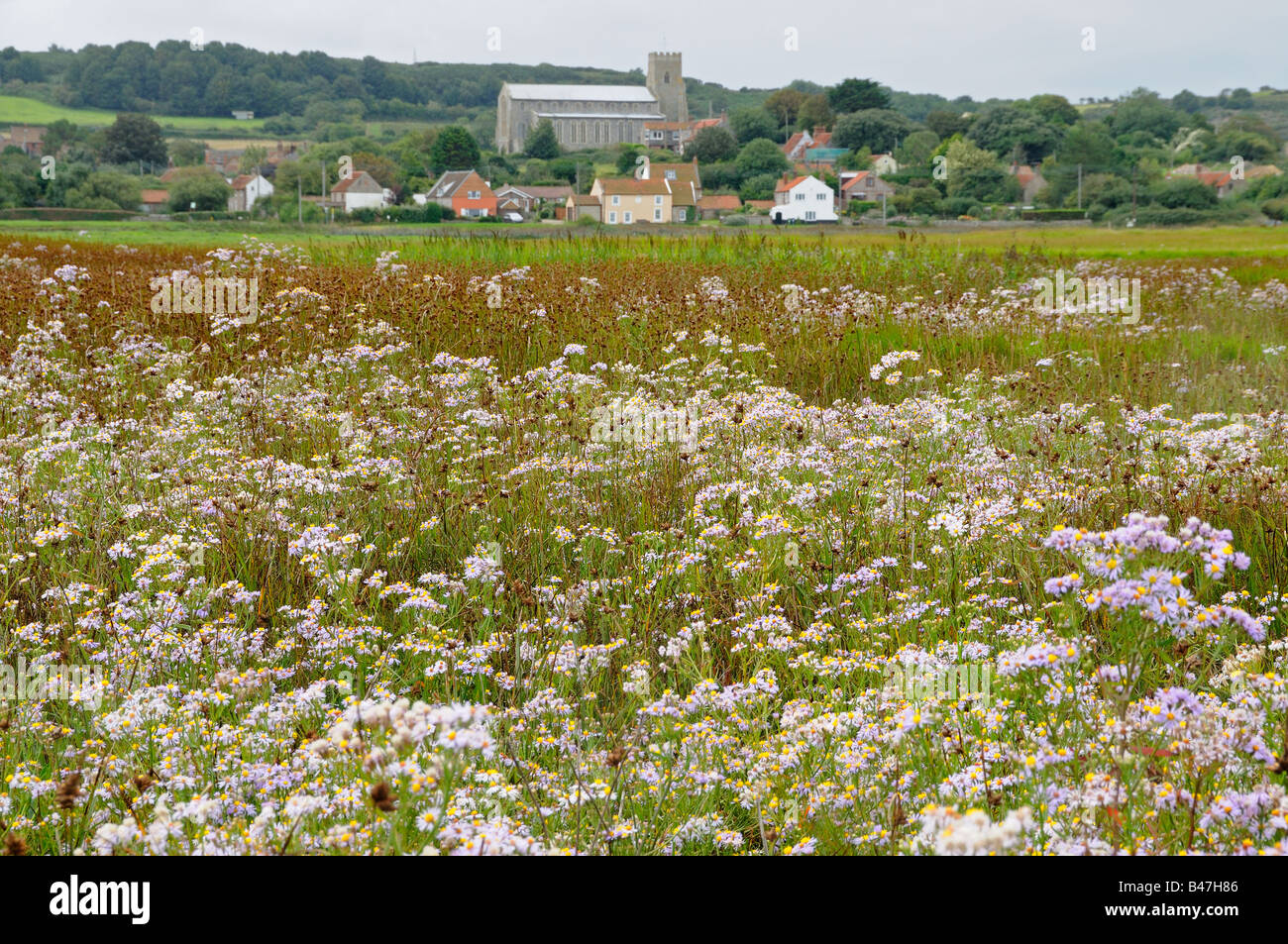 Meer Aster Aster Tripolium am Salzwiesen mit Blick auf Salthouse Dorf UK September blühend Stockfoto