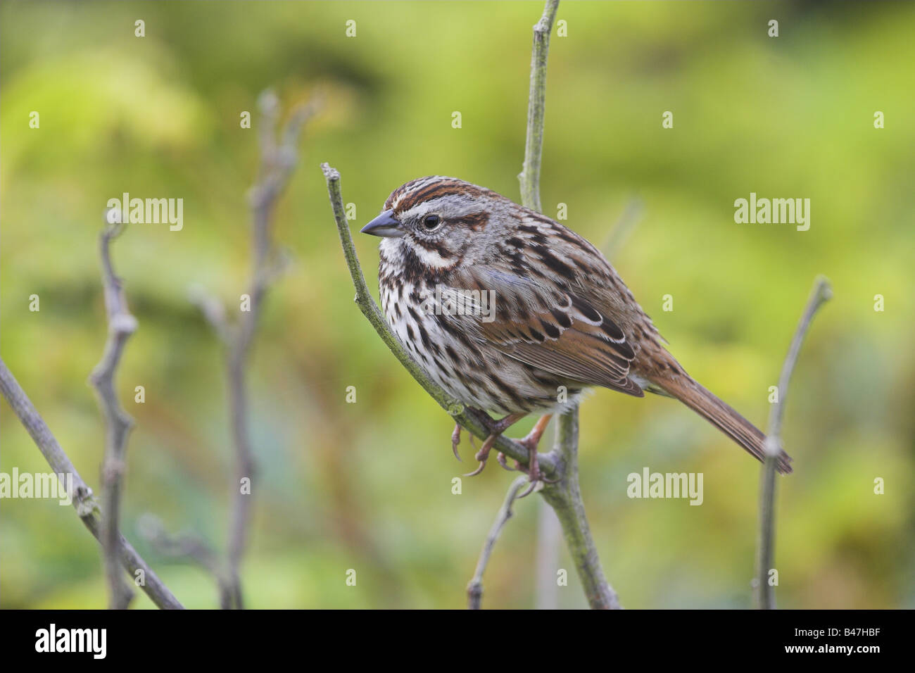 Song sparrow Stockfoto