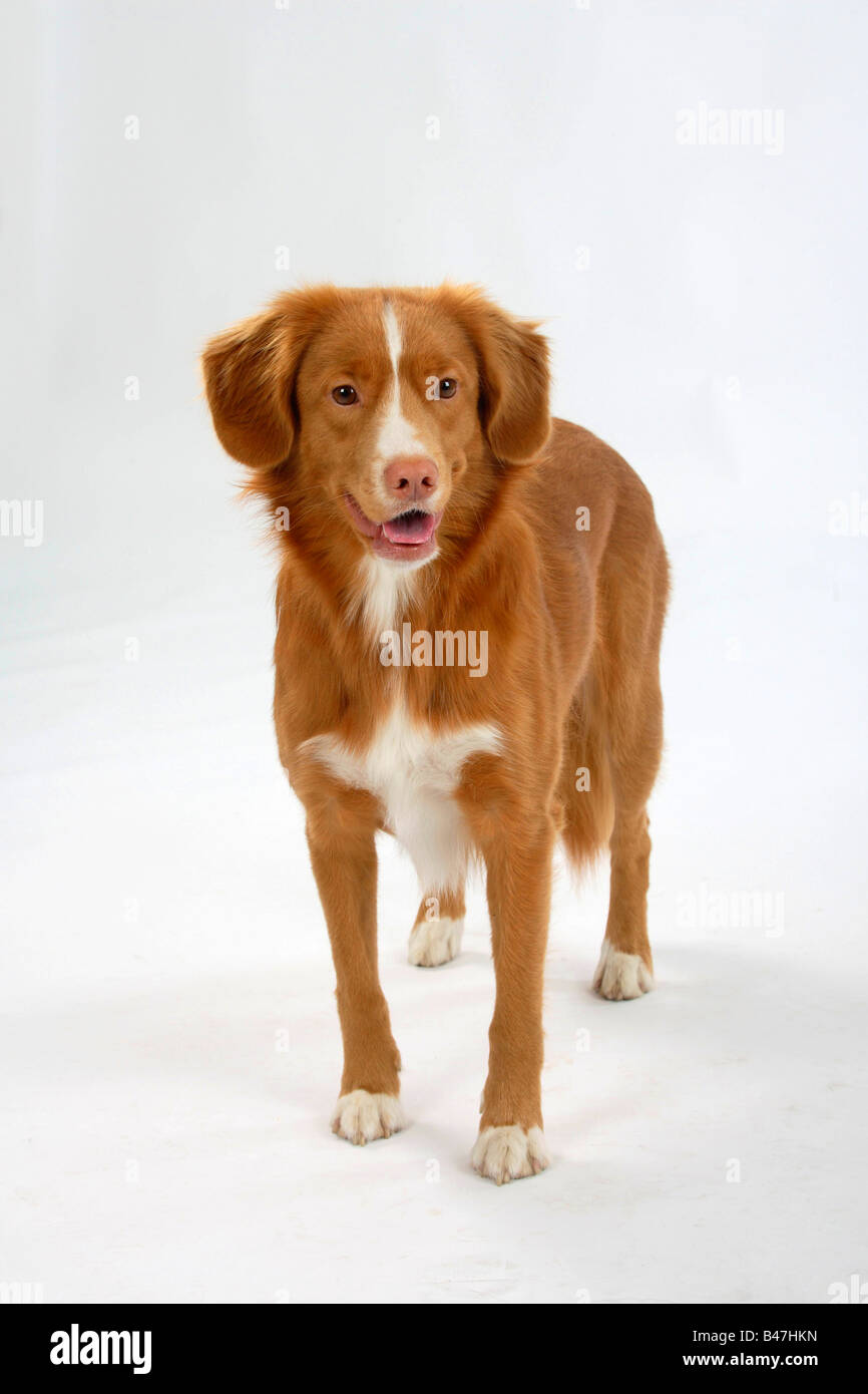 Nova Scotia Duck Tolling Retriever Stockfoto