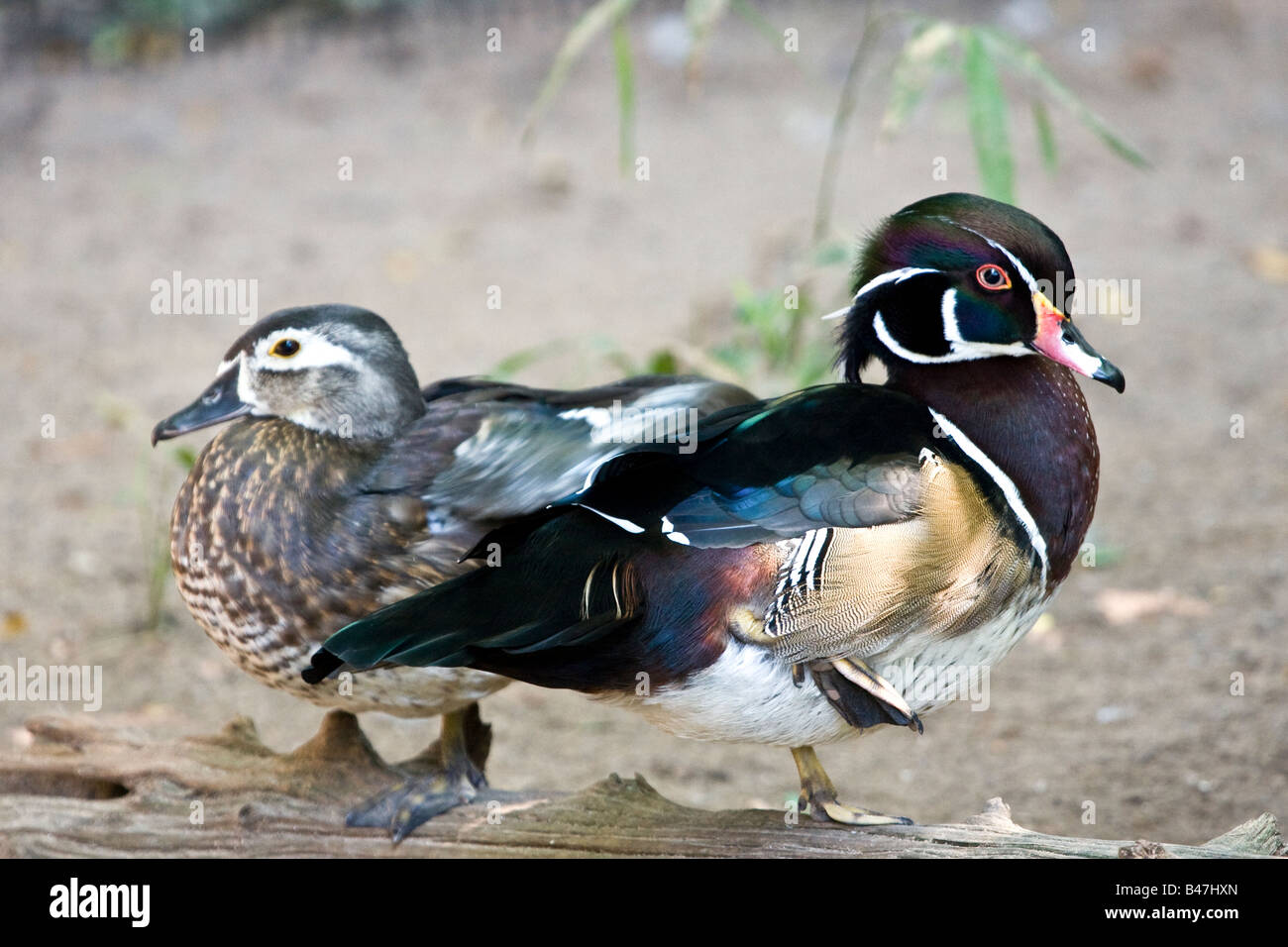 Holz-Enten männlich und weiblich Stockfoto