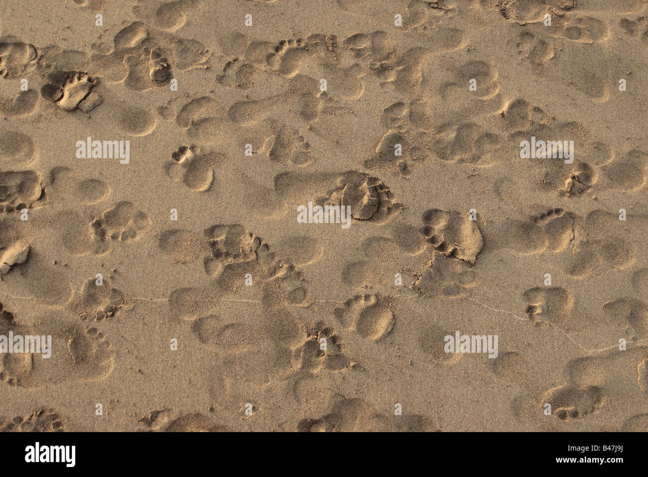 Fußspuren im Sand Maspalomas Strand Gran Canaria Kanaren Spanien Stockfoto