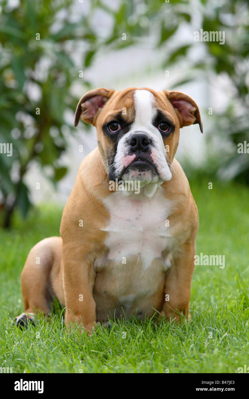 Englische Bulldogge Welpen 3 Monate Stockfoto