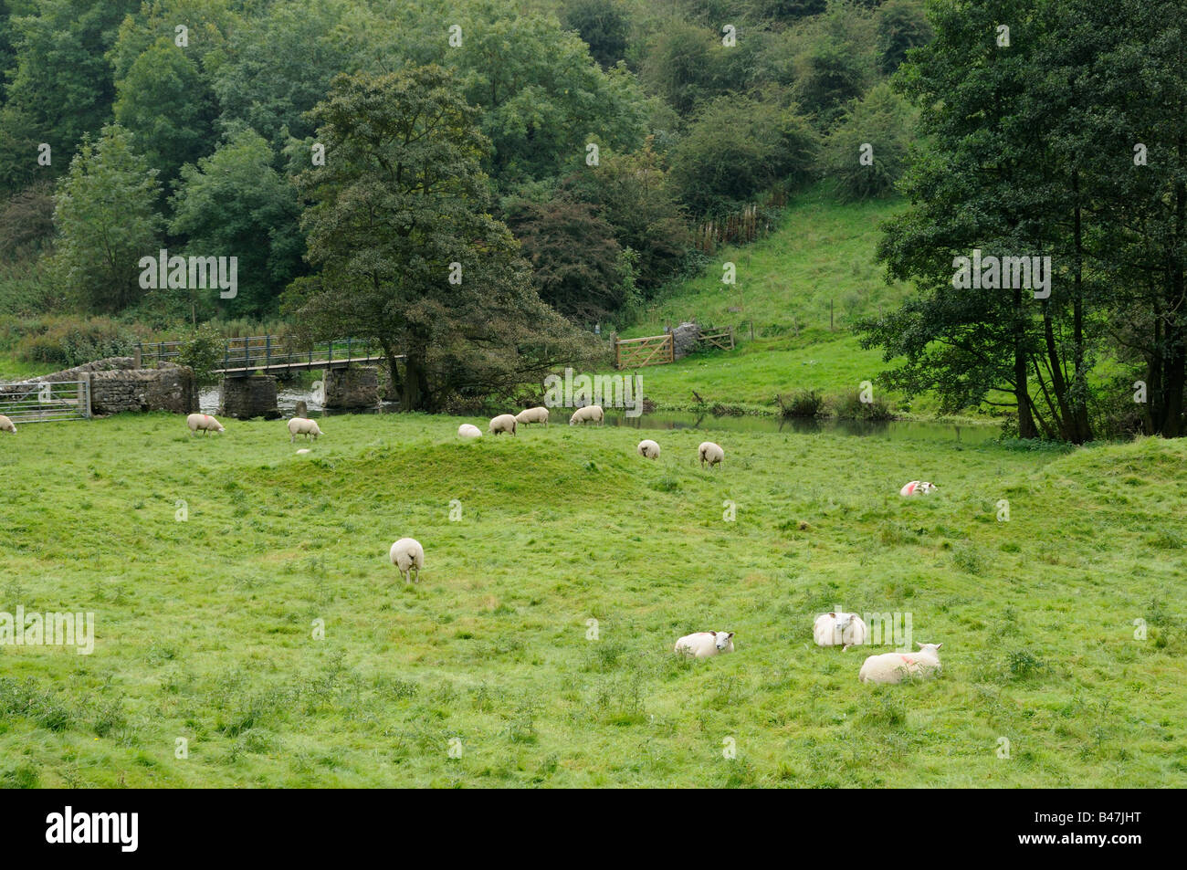 Schafbeweidung in Monsal Dale der Fluss Wye Peak District UK im September Stockfoto