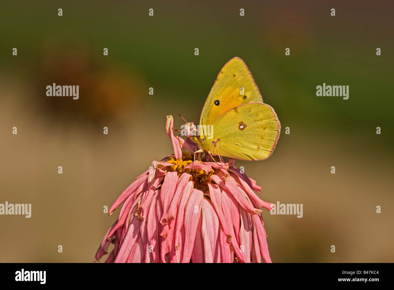 Gemeinsamen Schwefel Nectaring auf Zinnie Stockfoto