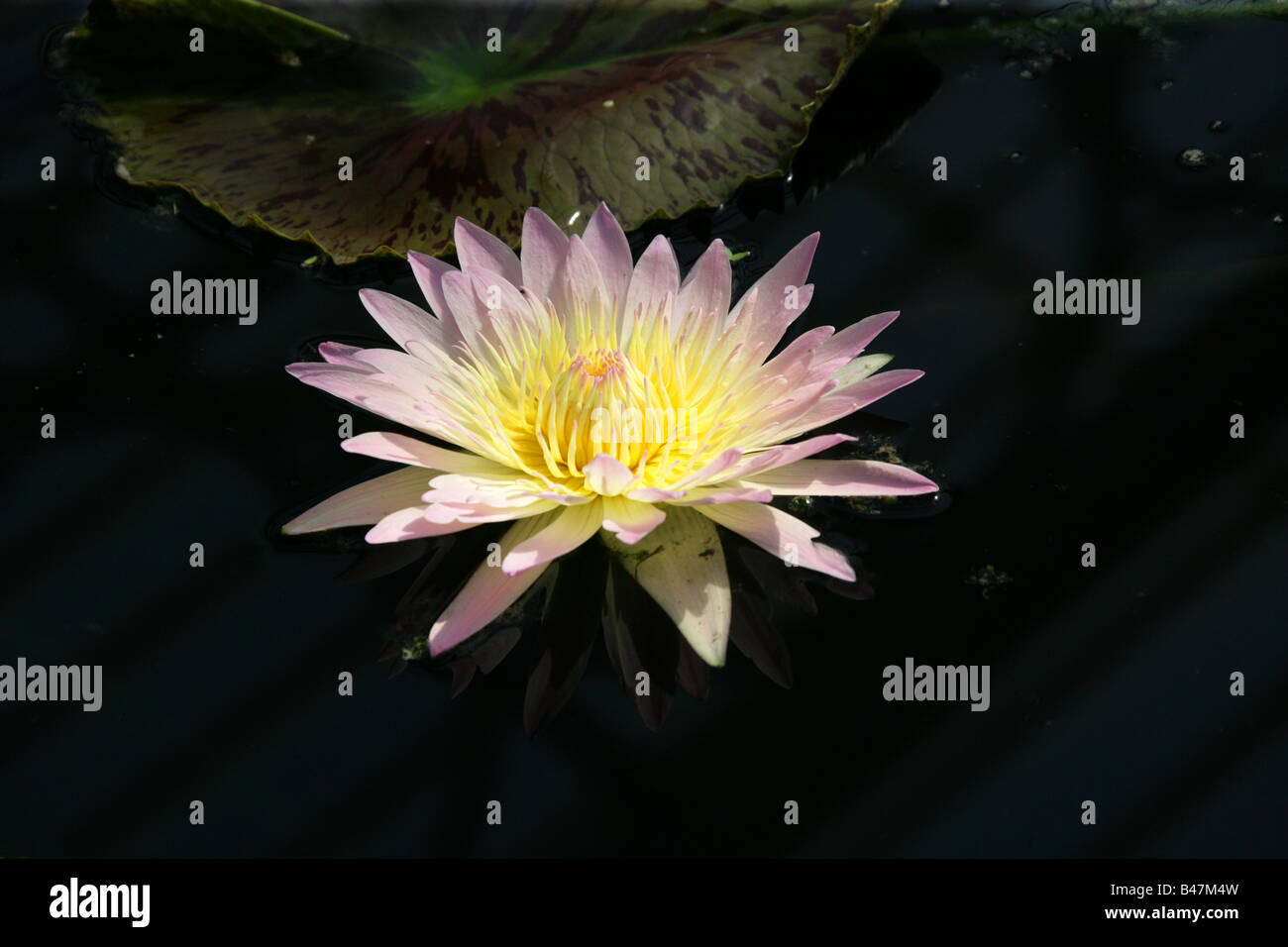 Seerose Nymphaea Tag Leuchten polaren Stockfoto