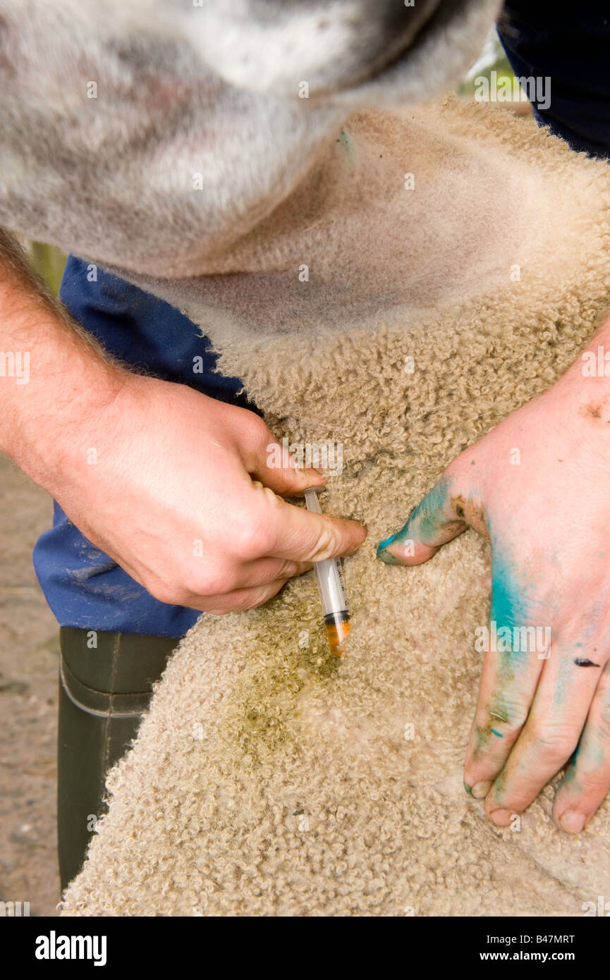 Tierarzt Verabreichung einer Injektion von Antibiotika in eine kranke Schafe Lancashire England Stockfoto