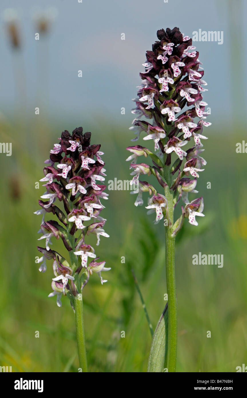 Verbrannte Orchidee (Orchis Ustulata), Blüte Stockfoto