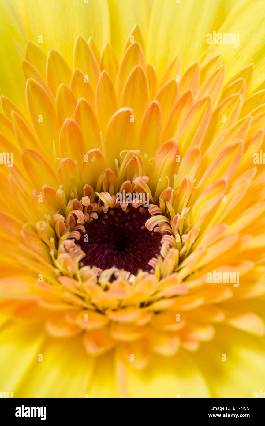 Gelbe Gerbera Blume Stockfoto