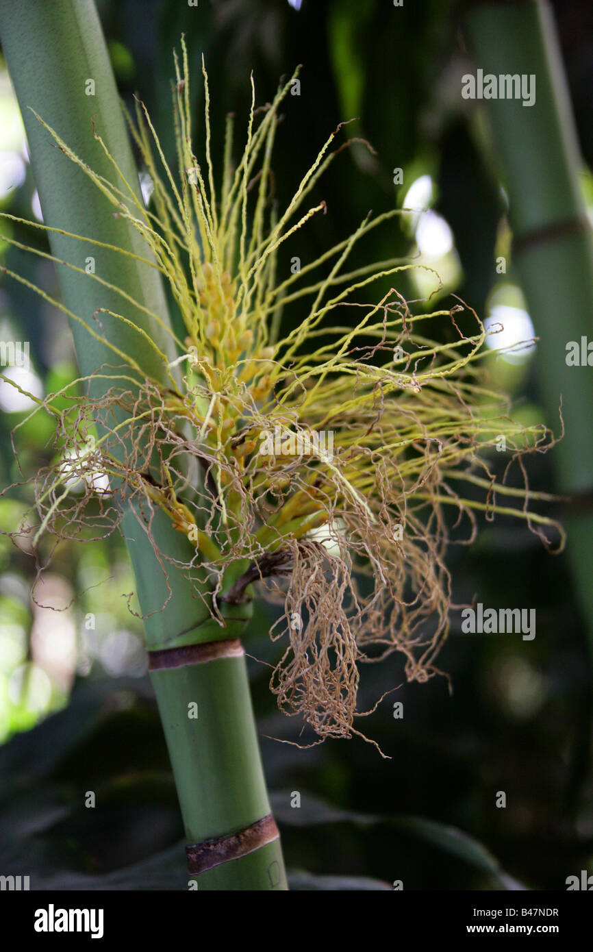 Areca Palm aka Triandra Palm Verklumpung Betel Nut Bunga oder Pinang Areca Triandra. Indien und Malaysia, Südostasien. Stockfoto