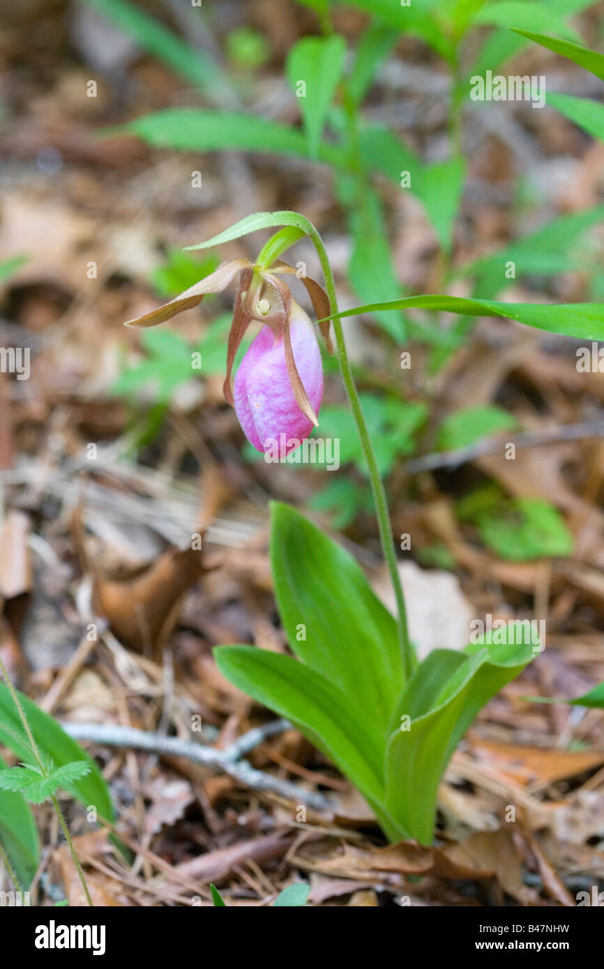 Pink Lady Slipper Cypripedium Acaule South Carolina USA 13 kann Orchidaceae Stockfoto