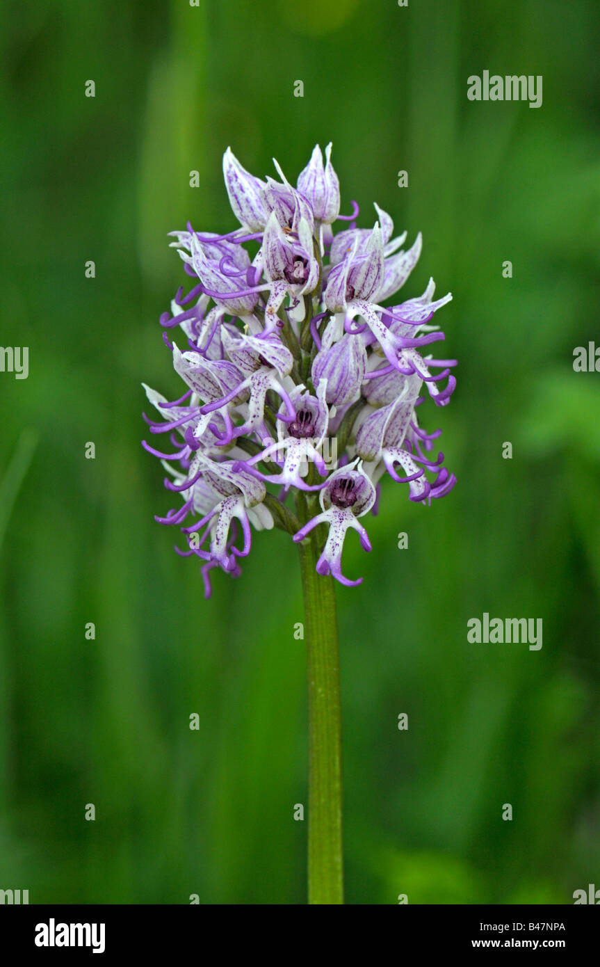 Affe-Orchidee (Orchis Simia), Blüte Stockfoto