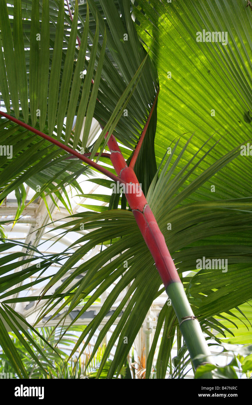 Rotes Wachs Palm aka Lippenstift Palm oder Rajah Palm Cyrtostachys Renda Abdichtung Stockfoto