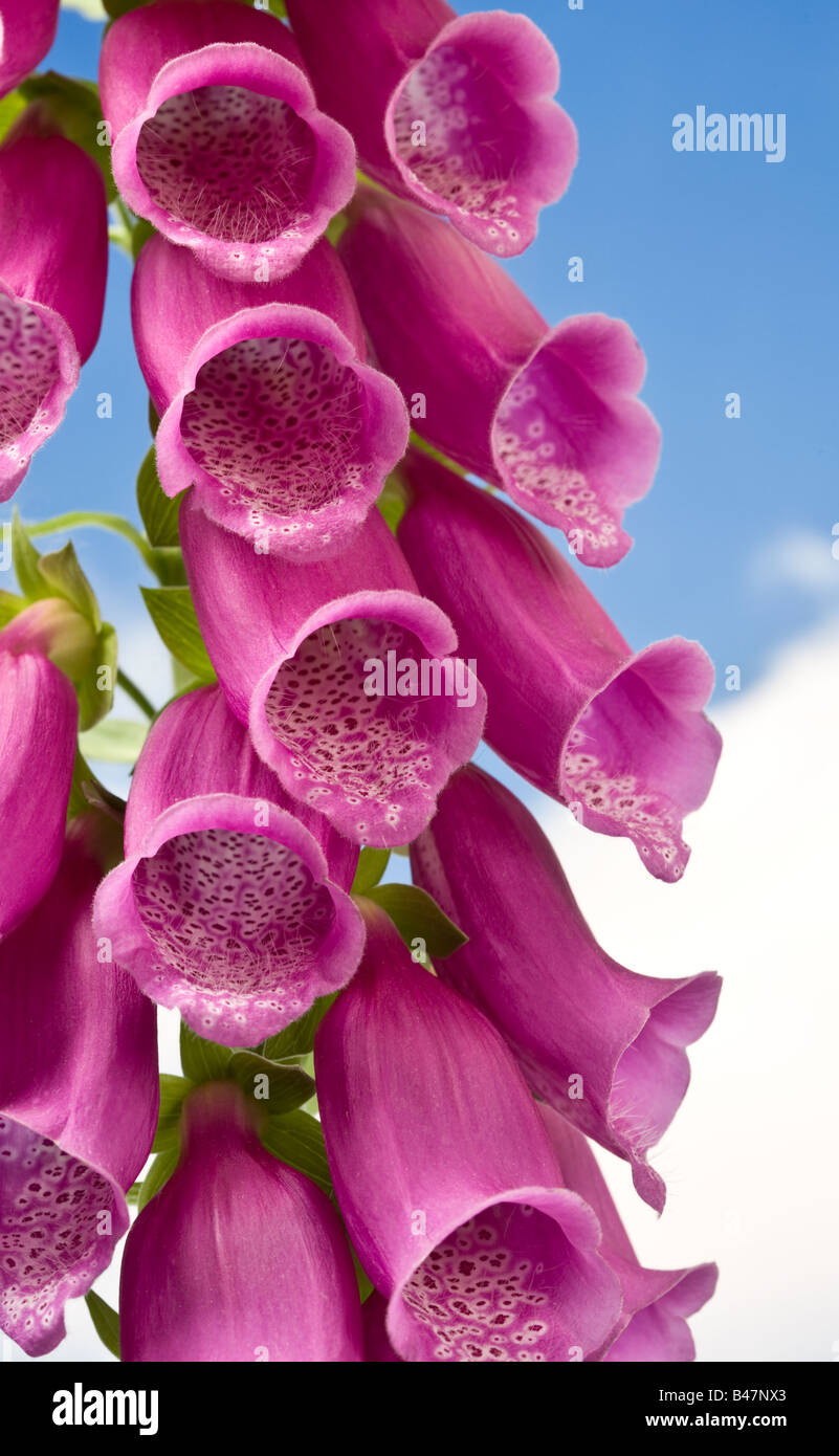 Comon Fingerhut Digitalis purpurea Stockfoto