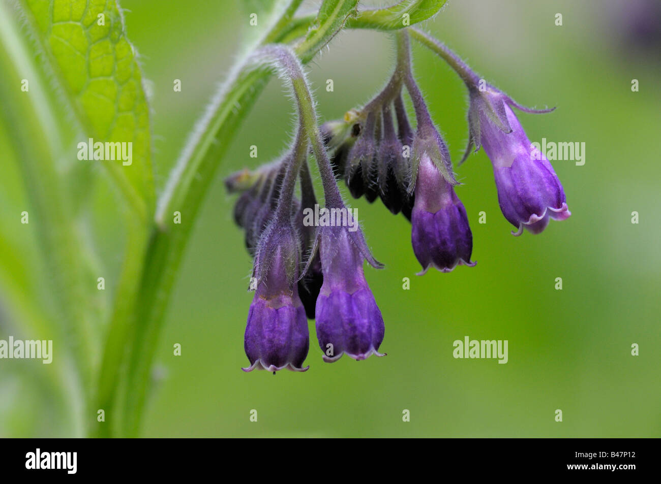 Gemeinsamen Beinwell (Symphytum Officinale), Blumen Stockfoto