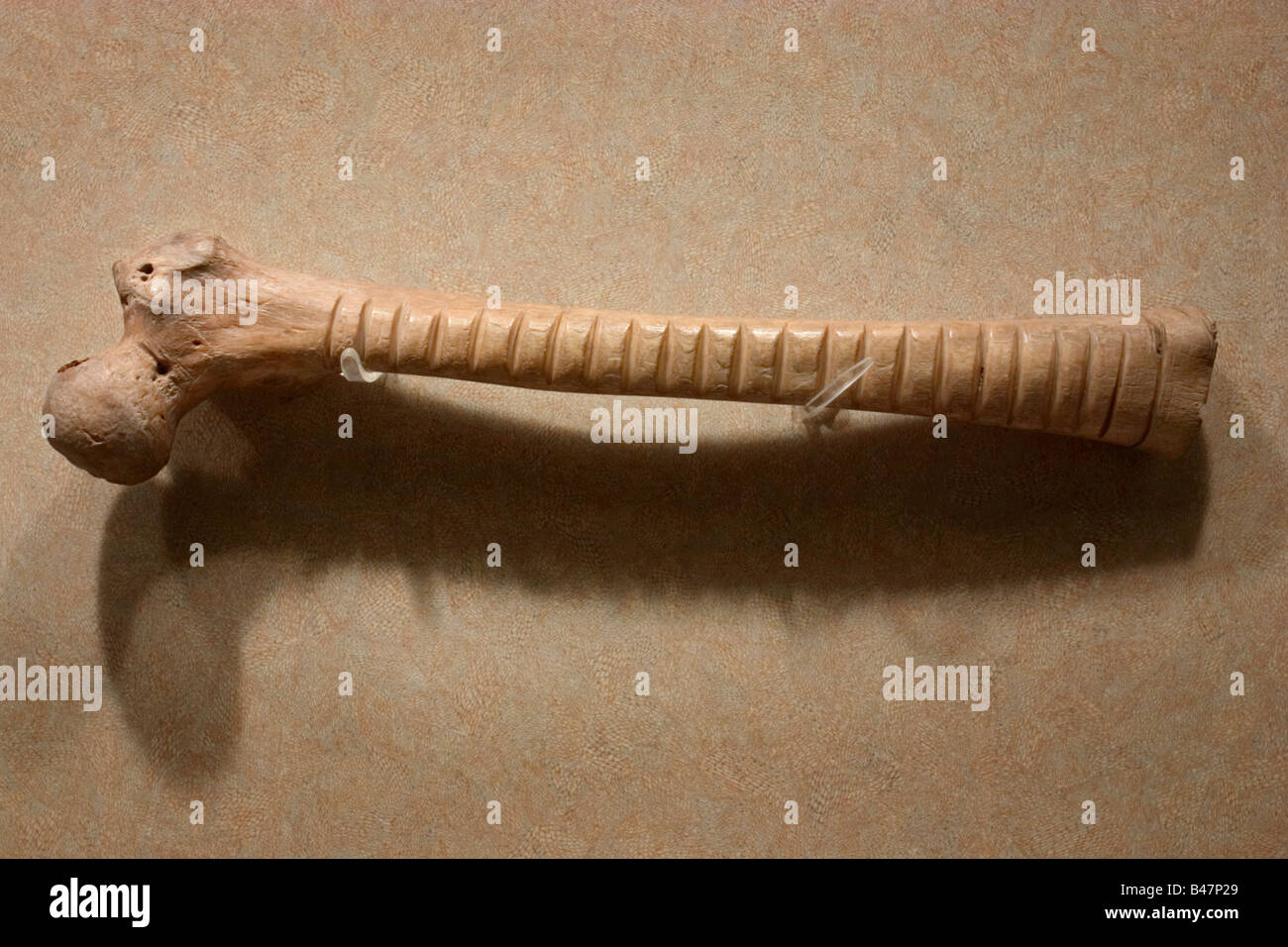 Linien in ein Affe Oberschenkelknochen von den alten Maya auf dem Display an das Museo Nacional de Antropologia in Mexiko-Stadt gehauen. Stockfoto