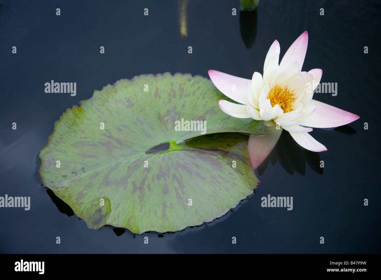 Seerose Blume und Blatt Stockfoto