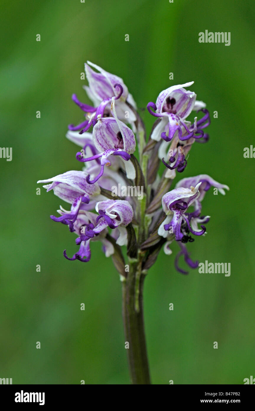 Affe-Orchidee (Orchis Simia), Blüte Stockfoto