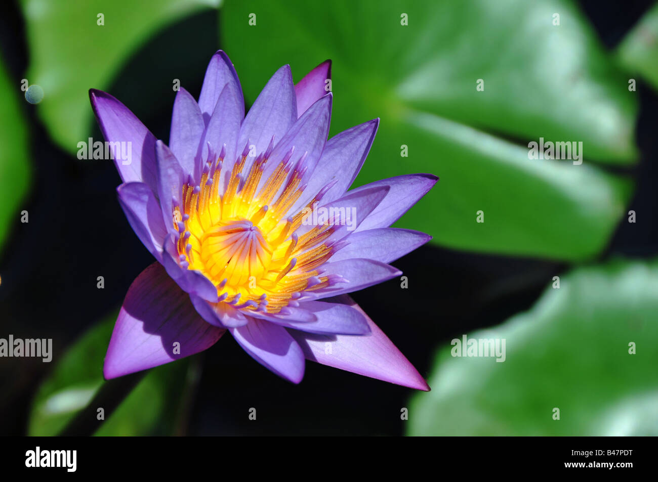 Lilly Blume Wasser Stockfoto