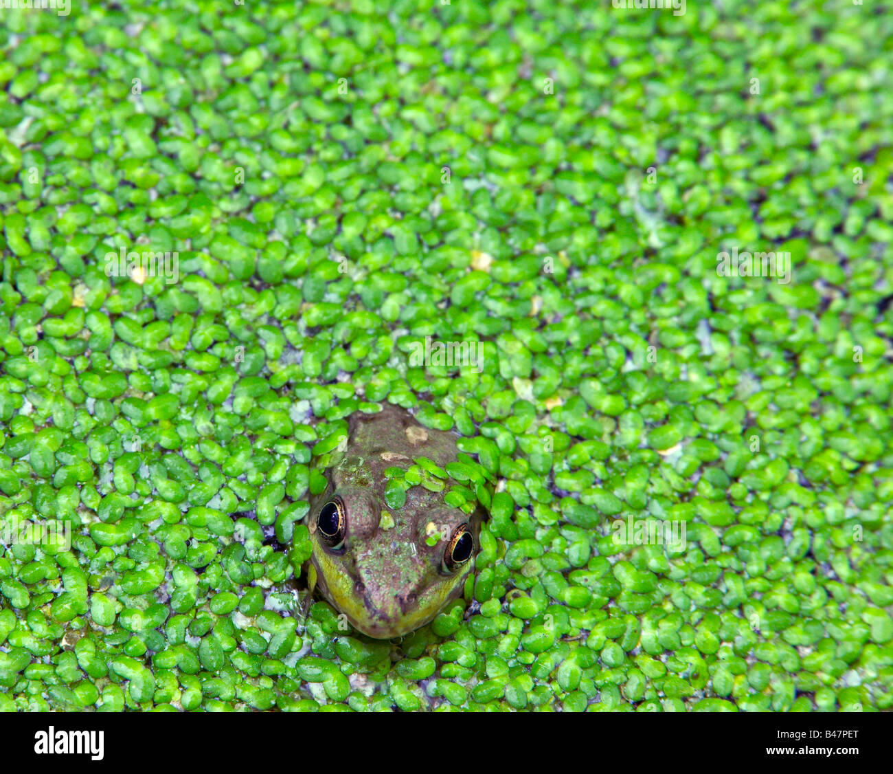 grüner Frosch und Wasserlinsen, Red Cedar Wildlife Area, Iowa Stockfoto