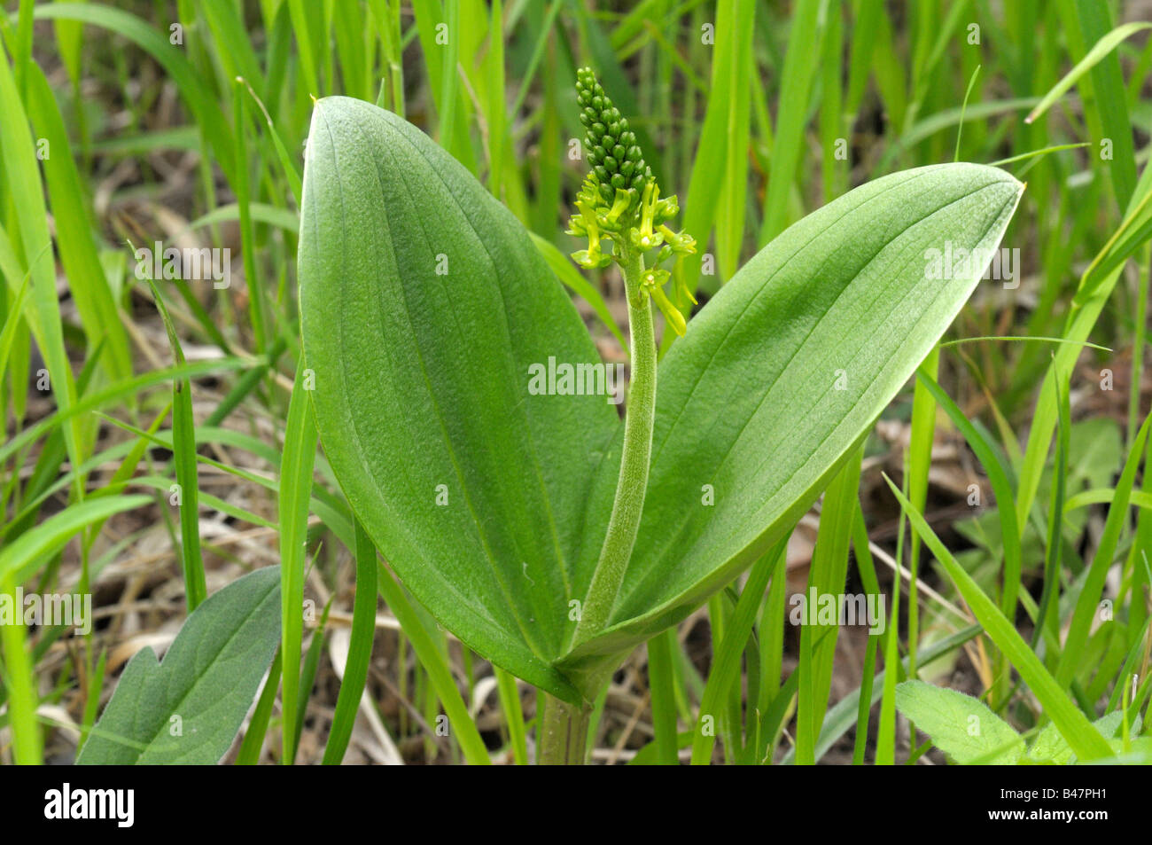 Europäischen gemeinsamen Nestwurzen (Listera Ovata) Blüte Stockfoto