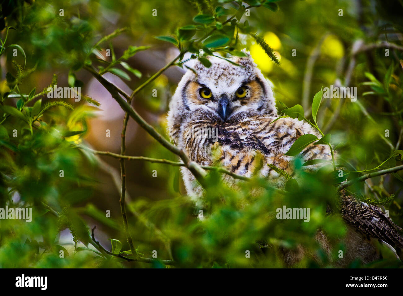 Große gehörnte Owlet Stockfoto