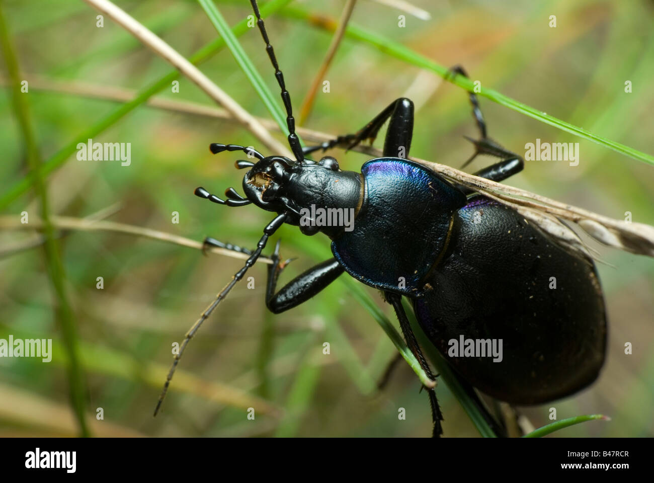 violette Boden Käfer Stockfoto