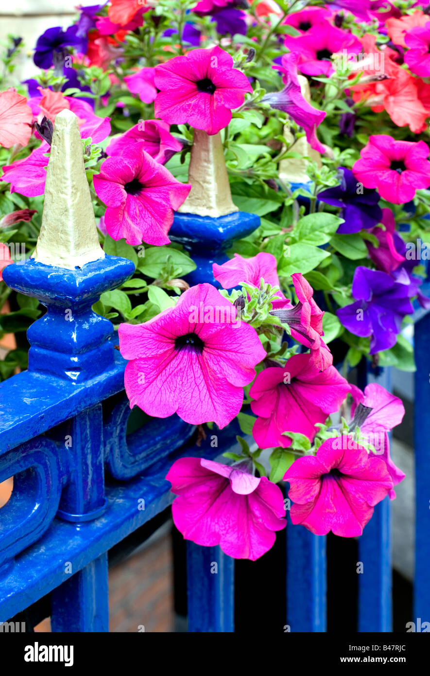 Blumen und Geländer - Sommer London, England Stockfoto