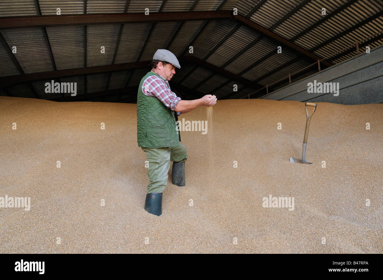 Landwirt Inspektion gespeicherten Weizenernte in Getreide lagern Norfolk UK September Stockfoto