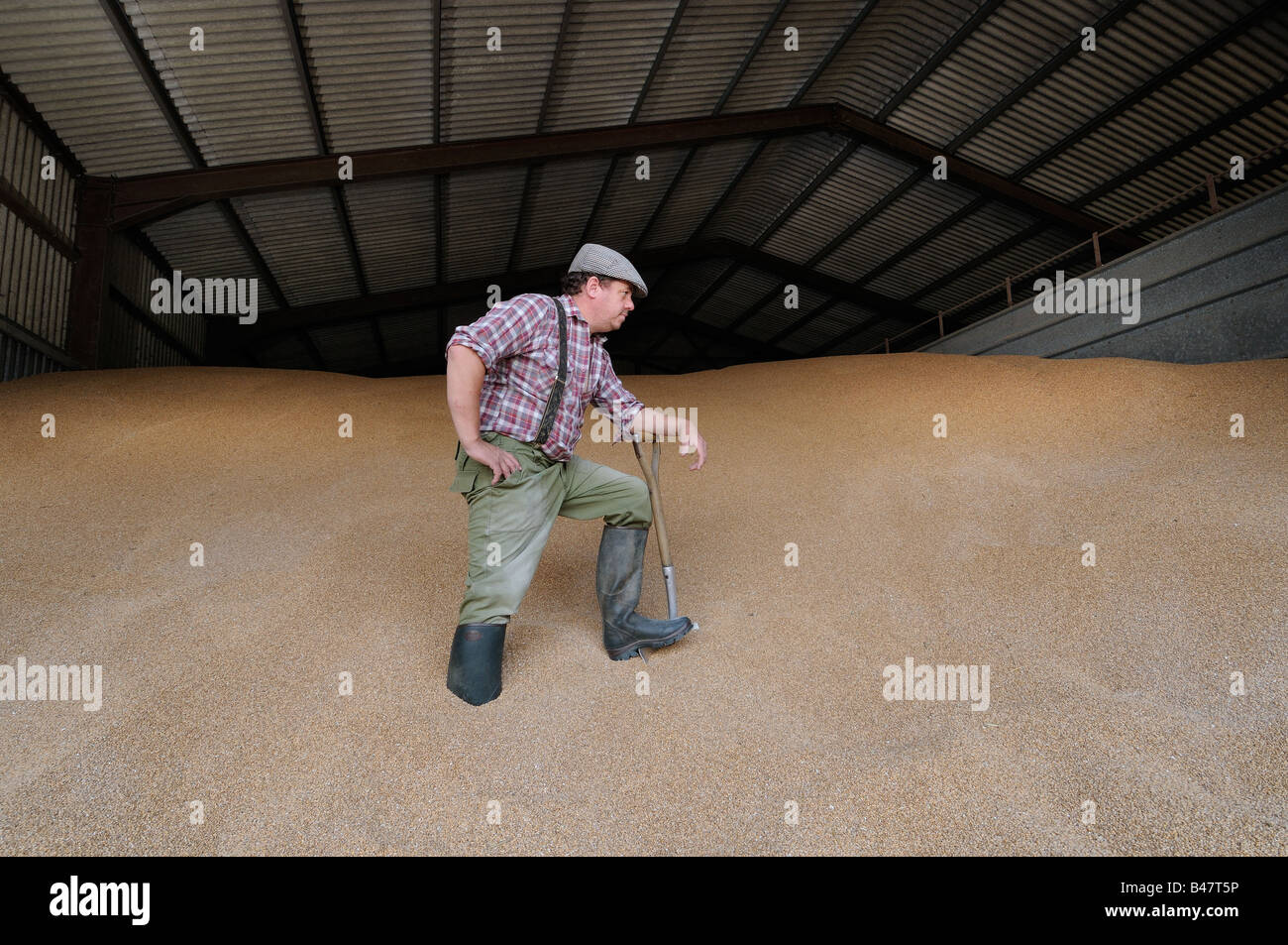 Landwirt Inspektion Weizenernte in Grain Store Norfolk UK September Stockfoto