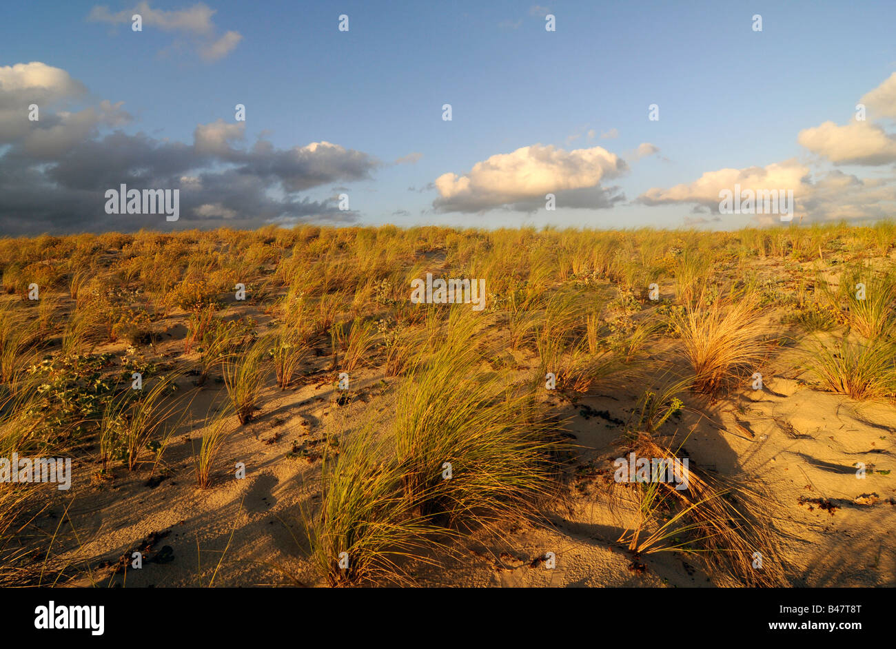 Wilden Sanddünen an der südlichen Atlantikküste, "Les Landes" in Frankreich Stockfoto