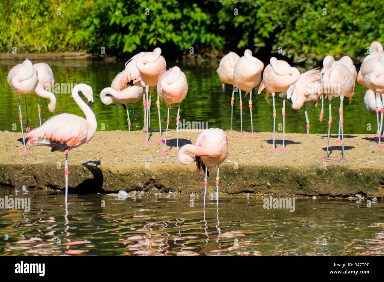 Eine Gruppe von rosa Flamingo Vögel im Wasser Stockfoto