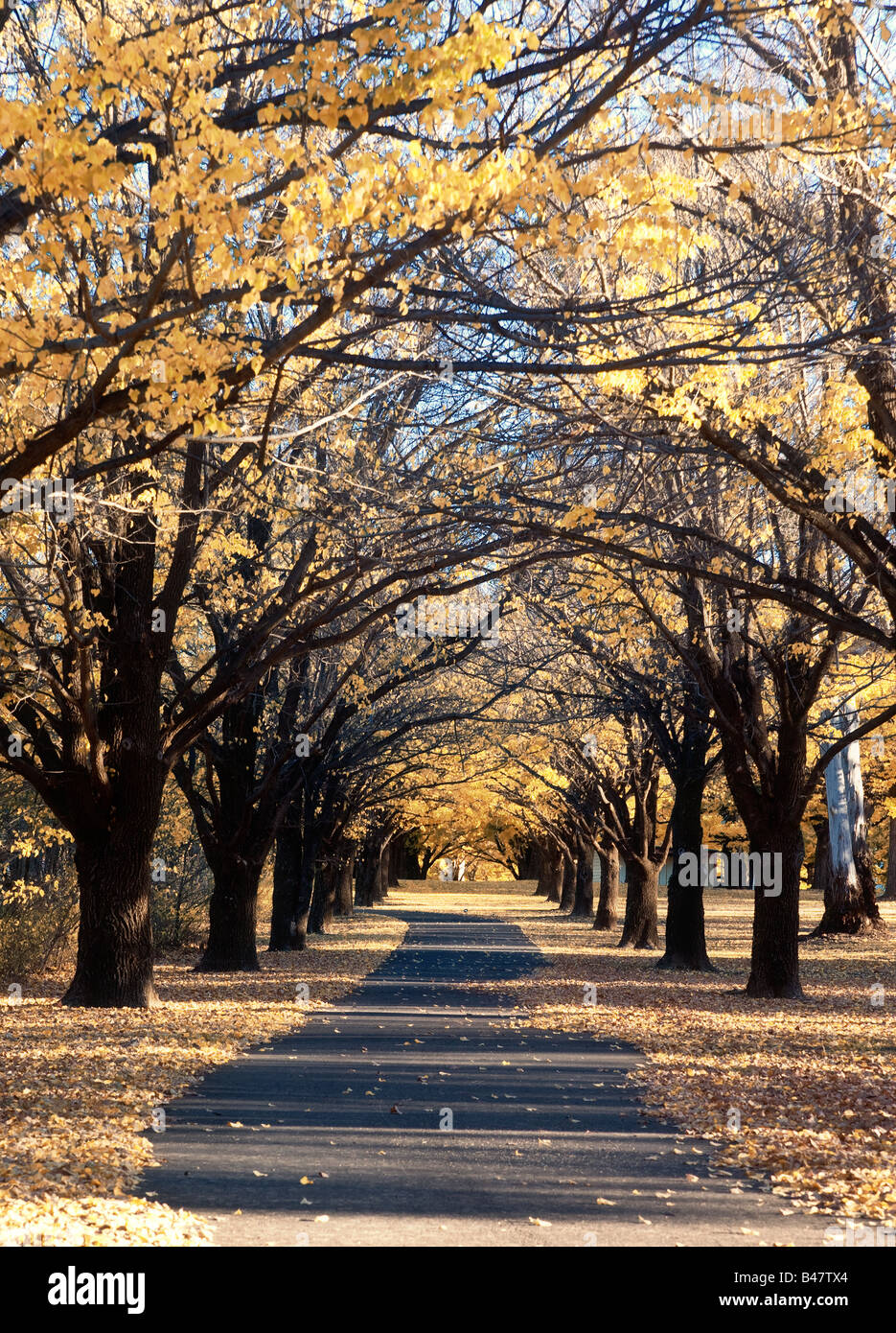 große bunte Bild einer Landstraße oder Weg im Herbst Stockfoto