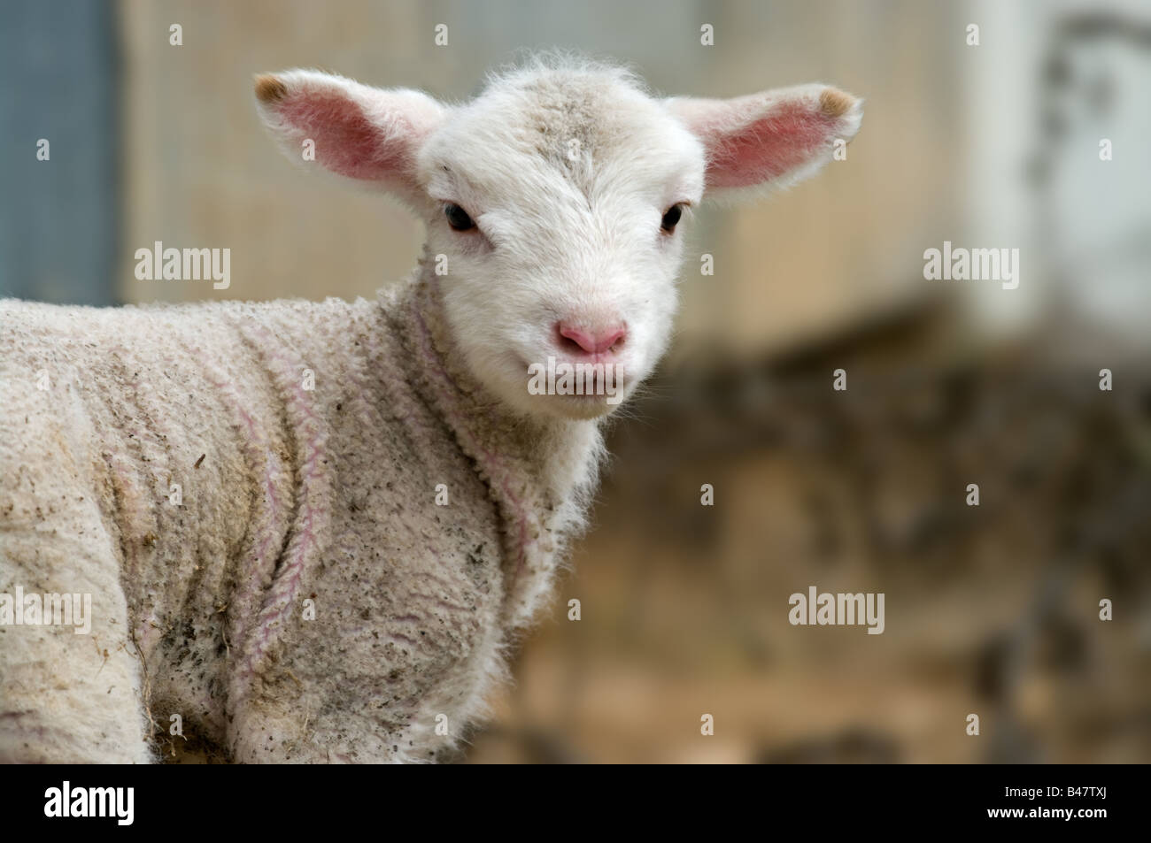 ein tolles Bild eines jungen Lammes auf dem Bauernhof Stockfoto