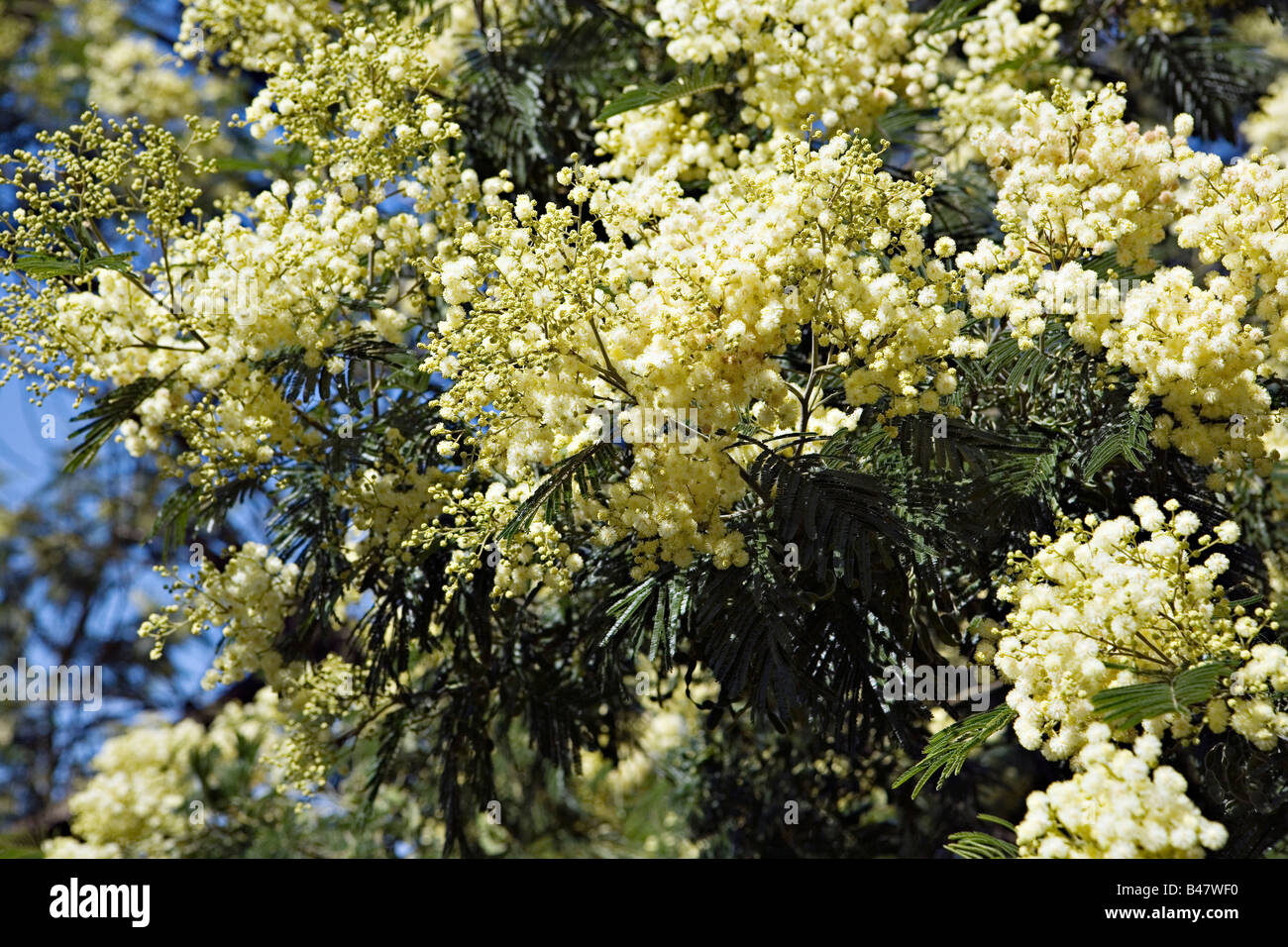 Blühende Akazien-Filiale an der Lagoa de Albufeira in Portugal Stockfoto