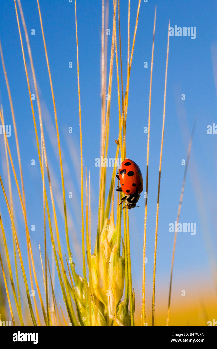 Marienkäfer auf einer Pflanze Stockfoto