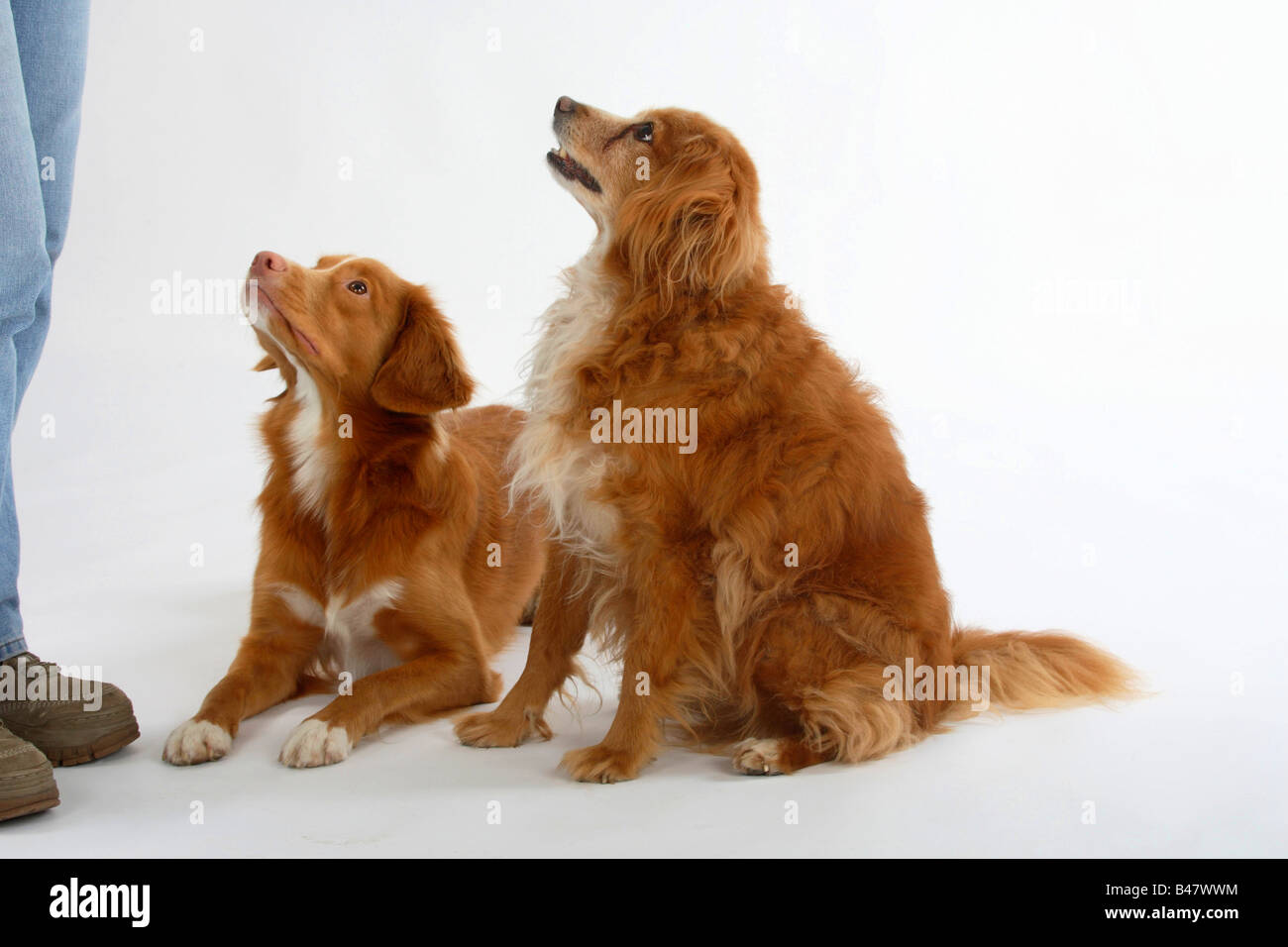 Gemischte Rasse Hund 15 Jahre alt und Nova Scotia Duck Tolling Retriever Duck Toller Stockfoto