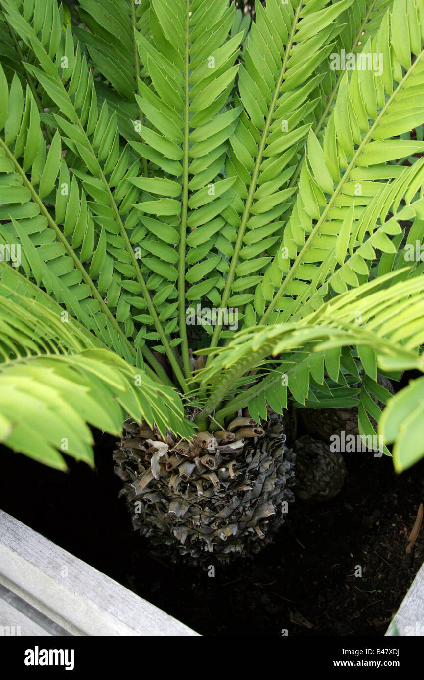Eastern Cape riesiger Cycad, Encephalartos Altensteinii, Zamiaceae. Eine seltene primitiven Pflanze aus Südafrika Stockfoto