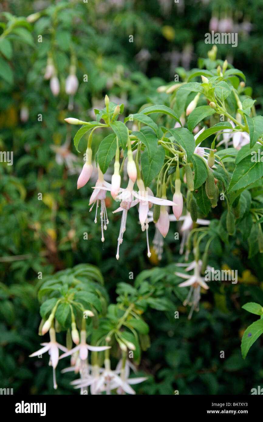 FUCHSIE FEHLT ALBA Stockfoto