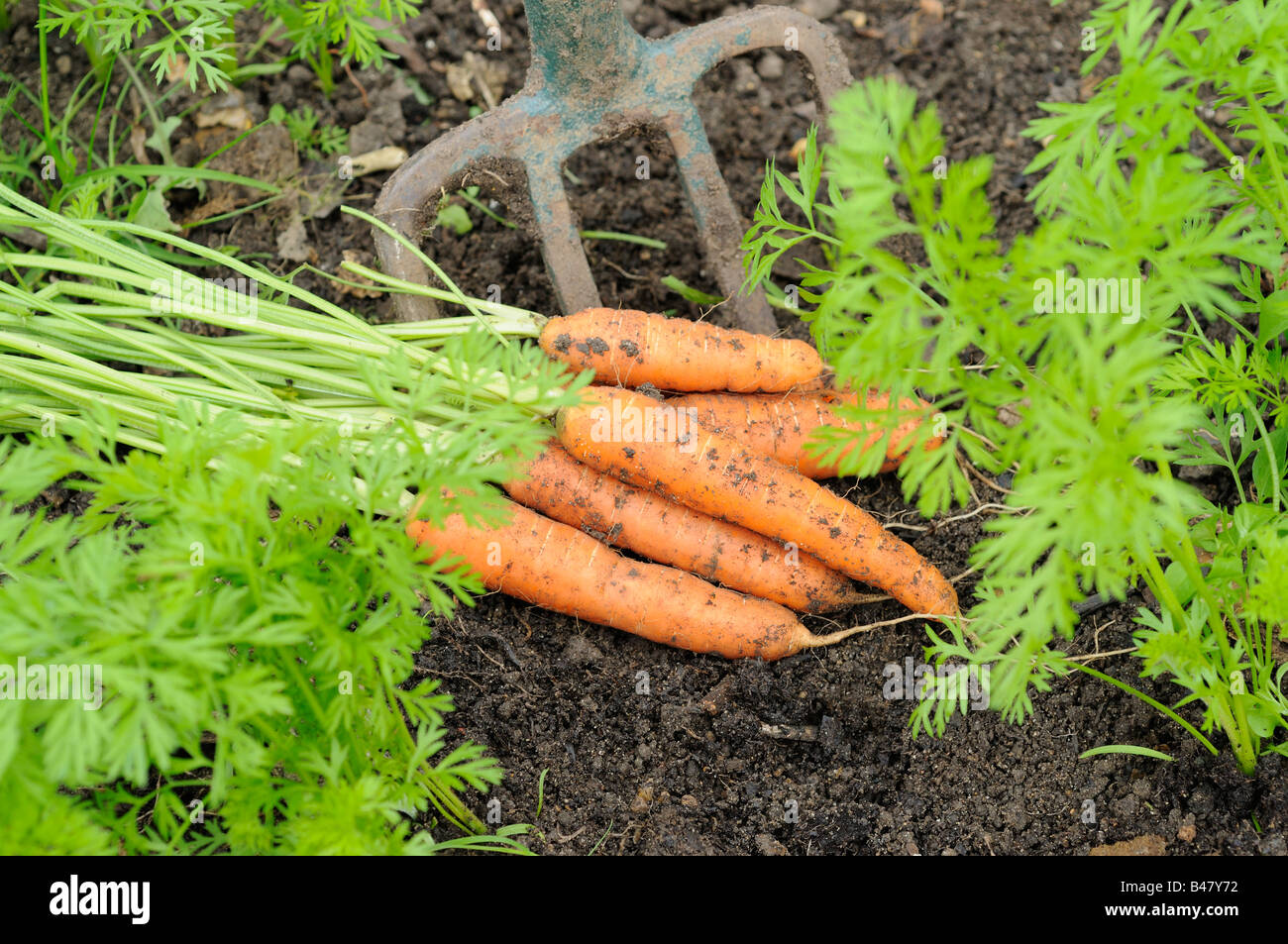 Erntefrisch nach Hause angebauten Karotten Nanco Norfolk UK September Stockfoto